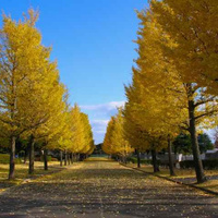 Аватарка mikoha