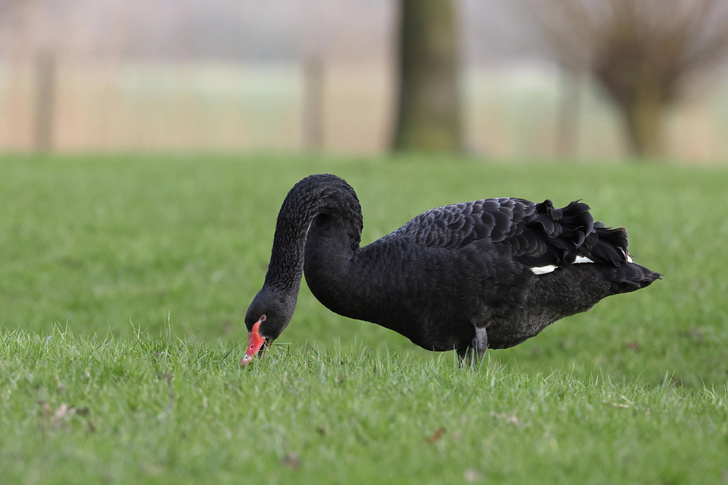 Прекрасны и беззащитны: названа причина возможного вымирания черных лебедей