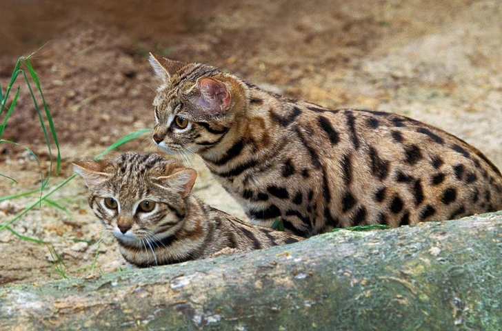 Кошки, которые выглядят милыми, а на самом деле опасные и кровожадные