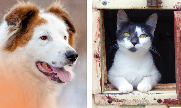 Котопёс недели: кошка Пинк и пёс Таир