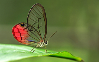 Самая скромная, самая ядовитая, самая большая: 19 удивительных бабочек