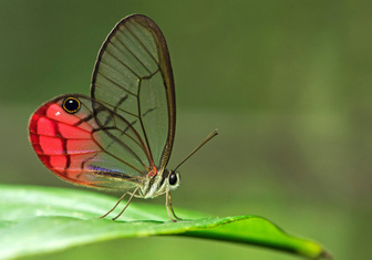 Самая скромная, самая ядовитая, самая большая: 19 удивительных бабочек