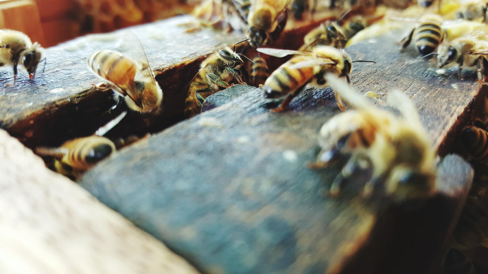 Кенгуру, пчелы и еноты: какие веселые питомцы скрашивают домашнюю жизнь звезд