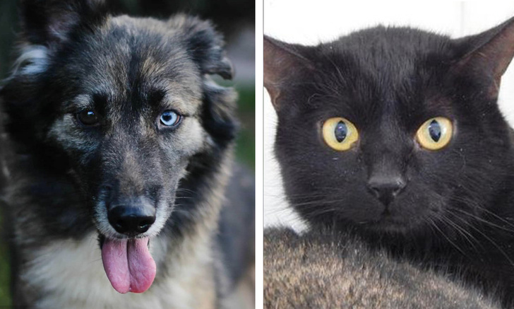 Котопёс недели: космический кот Плутон и собака Цера с разноцветными глазами