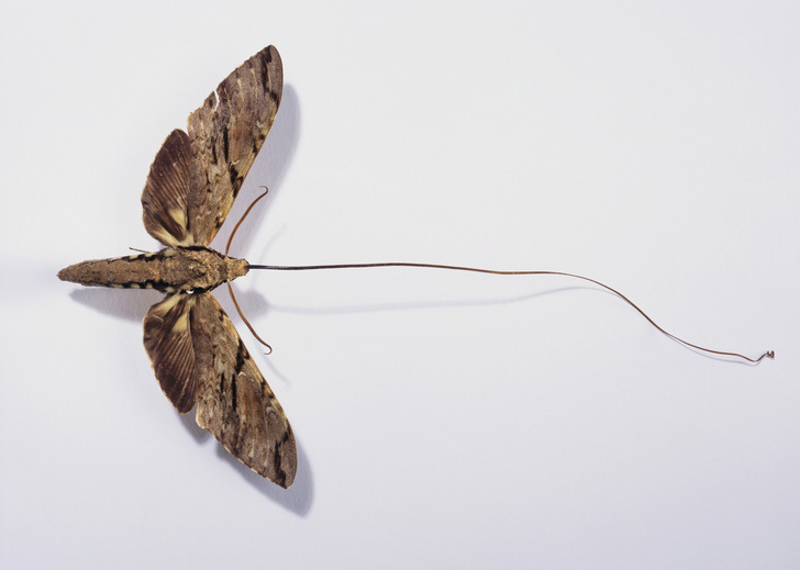 Эффект бабочки: как чешуекрылым насекомым удается оставаться для нас таинственными незнакомцами