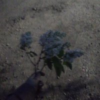 Аватарка Дори