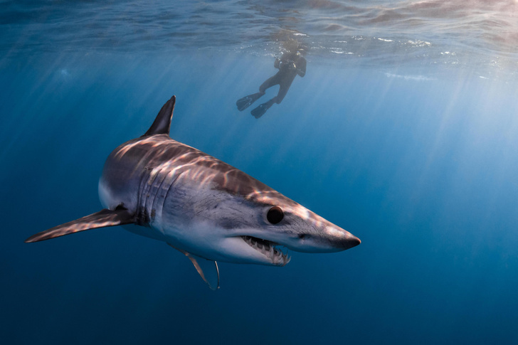 Хладнокровные и зубастые: посмотрите на 10 самых опасных акул в мире
