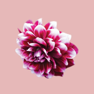 [тест-рулетка] Выбери цветок, а мы дадим тебе любовный совет 💖