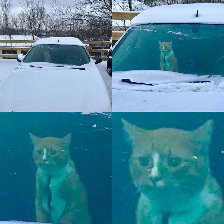 Первый снег: кошки vs собаки (много уморительных фото)