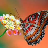 Аватарка Polya