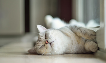 Чего хотят котики: 10 способов сделать питомца счастливым