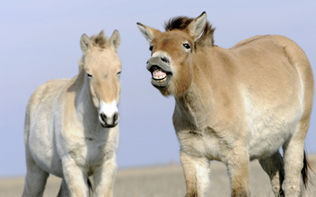 Лошадь, которой нет: как возрождали исчезающих лошадей Пржевальского. Проект РГО