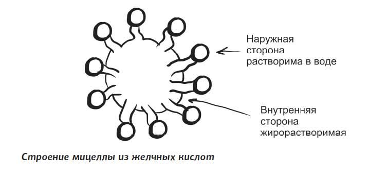 Что такое желчь и как она отмывает посуду и желудок от жира