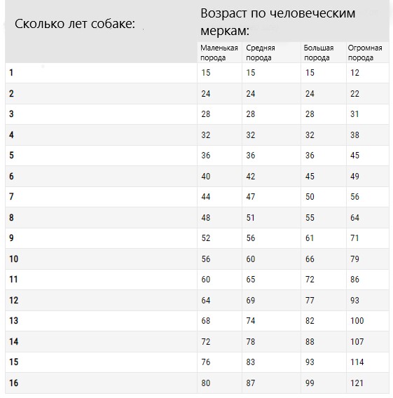 Таблица: возраст собаки по человеческим меркам