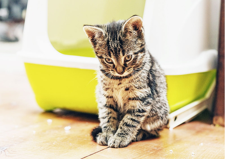 Почему приученная к лотку кошка может мочиться на вещи или по углам?