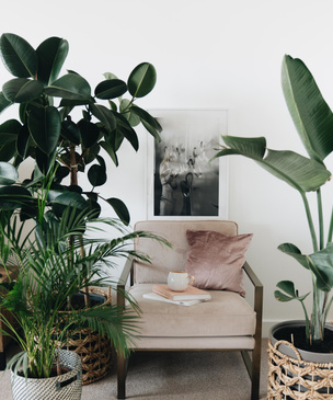 Вопросы читателей: почему по фэншуй в доме должно быть хотя бы одно растение?