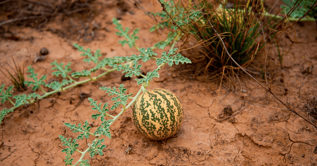 17 Watermelon Facts You Never Knew! - OhFact!