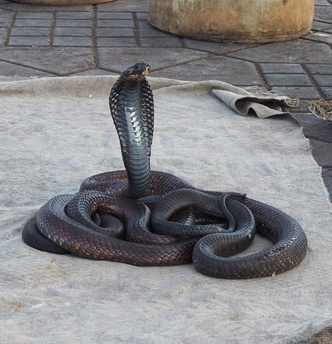 Египетская кобра (Naja haje)