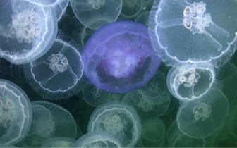 Жалят ли медузы друг друга?
