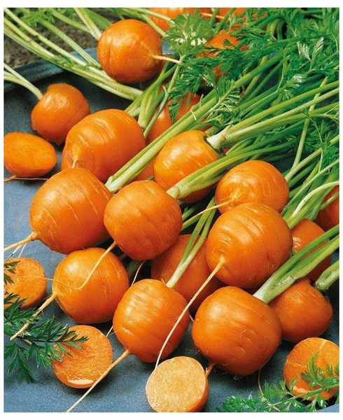 Морковь круглая «Парижская картотель», «Агрофирма Аэлита»