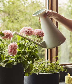 Как правильно поливать комнатные растения: 5 советов